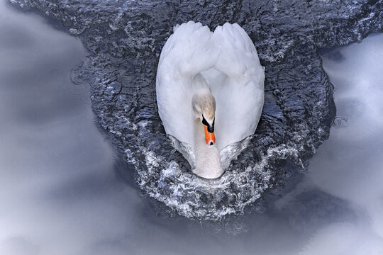 schwimmender schwan von oben