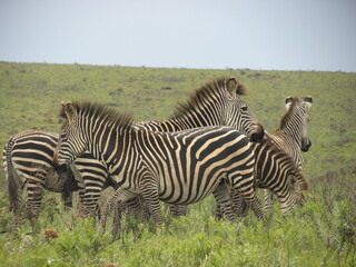 Zebras together