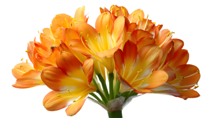 orange lily isolated on white background