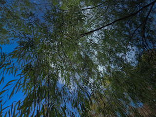 Weeping willow branches display lush green leaves against a bright blue sky on a sunny day in a peaceful natural setting