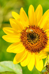 黄色が鮮やかな向日葵の接写