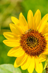 黄色が鮮やかな向日葵の接写