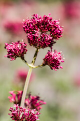 Rote Spornblume (Centranthus ruber)