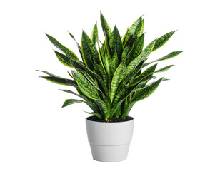A robust snake plant, with its distinctive patterns, isolated on a white background, for modern interiors.