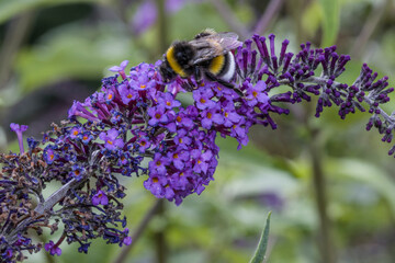 Erdhummel sucht Nektar auf einem Schmetterlingsflieder © etfoto