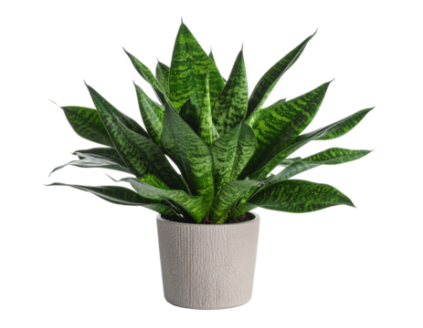 A robust snake plant, with its distinctive patterns, isolated on a white background, for modern interiors.