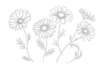 Elegant Daisy Flower Sketch Floral Illustration Botanical Design for Print and Decor Graceful Line Art for Weddings and Nature Inspired Projects