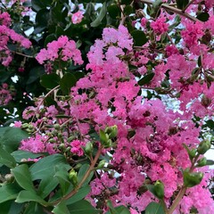 満開のサルスベリ