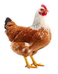 Fototapeta premium Brown hen standing on transparent background