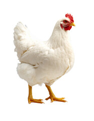 White hen standing on transparent background