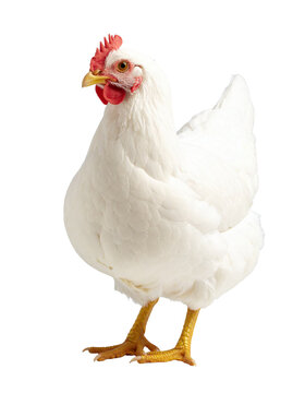 White broiler chicken standing on transparent background