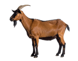 Brown goat standing on transparent background