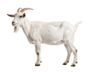 White goat standing on transparent background