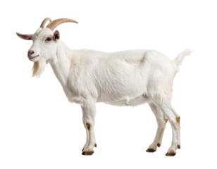 White goat standing on transparent background