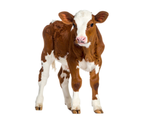 Brown and white calf standing on transparent background