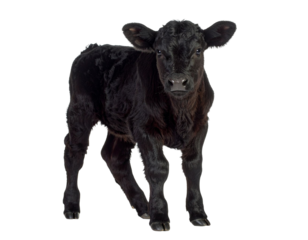 Black angus calf standing on transparent background