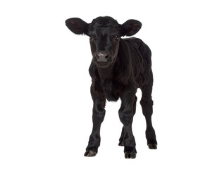 Black angus calf standing on transparent background