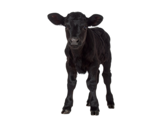 Black angus calf standing on transparent background
