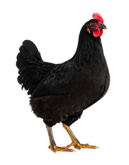 Fototapeta premium Black hen standing on transparent background