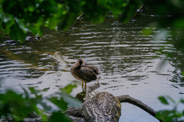 A common coot standing on a log in a quiet woodland pond, framed by green leaves, with gentle...