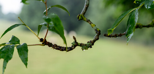 Raindrop on a Leaf