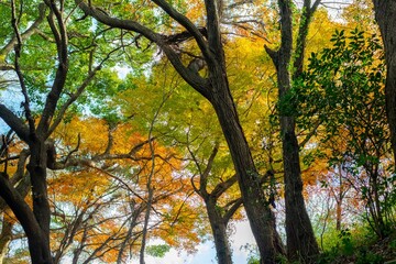 美しい紅葉の森	