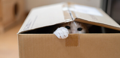 ダンボールから覗く猫　茶トラ白	