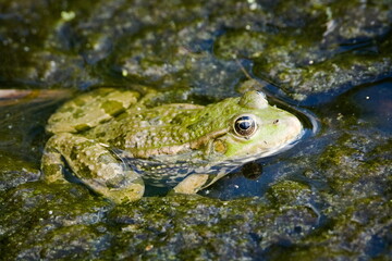 Pelophylax ridibundus aka European marsh frog in the pond. Hidden in foliage. Mimicry camouflage.