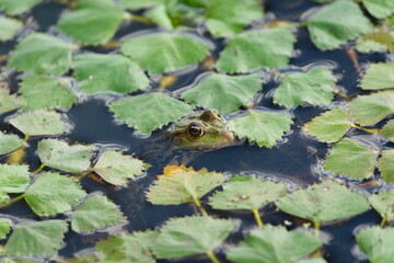 Pelophylax ridibundus aka European marsh frog in the pond. Hidden in foliage. Mimicry camouflage.