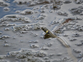 Natrix natrix aka Common Grass Snake on the water surface. Most common snake in Czech republic.