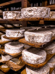 Close up view of rounds of ripened Tome French cheese from Savoy on special wooden shelves in a cellar