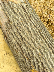 A CloseUp Image of a Natural Wooden Log Showcasing Its Textured Bark with Wood Shavings in the...