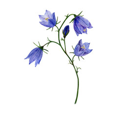 Watercolor Illustration of Bluebell Flowers