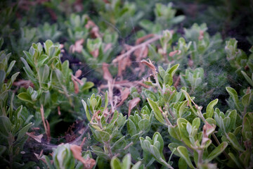 From Spectrum Eyes : Spiderweb in the wilderness on a Rainny Day