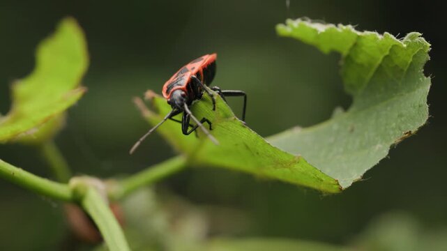 A macro video captures a firebug (Pyrrhocoris apterus) on a green leaf, revealing vivid red and black patterns and fine details. The shot highlights the insect&rsquo;s striking colors and natural textures