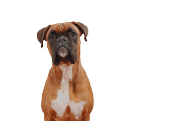 Attentive Fawn Boxer Dog Portrait with Expressive Gaze and Dark Muzzle