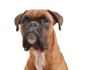 Attentive Fawn Boxer Dog Portrait with Expressive Gaze and Dark Muzzle