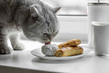 Curious Cat Stealing Breakfast