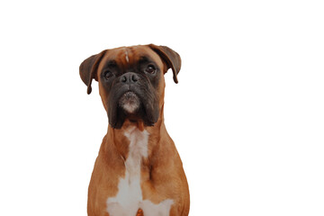 Attentive Fawn Boxer Dog Portrait with Expressive Gaze and Dark Muzzle