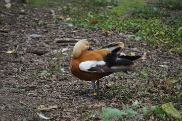 Kolorowa kaczka stojąca na liściach w parku. Jesienny klimat, naturalne barwy i spokojna sceneria. © Adam