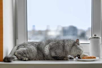 Curious Cat Stealing Breakfast