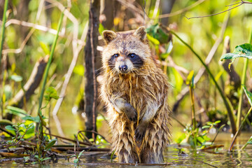 Wild common raccoon (Procyon lotor) in the Louisiana swamps