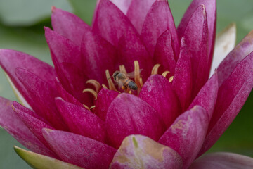 Fototapeta premium 水連 