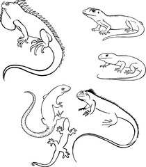 Black and white line drawing used for illustration, printing and engraving in vector format.