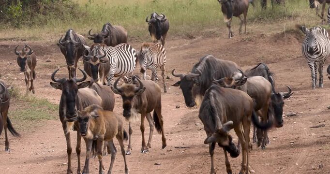 Many Zebras and Wilder beast walking during migration at Serengeti Wildlife Conservation Area, Safari, Tanzania, East Africa