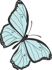butterfly vector illustration