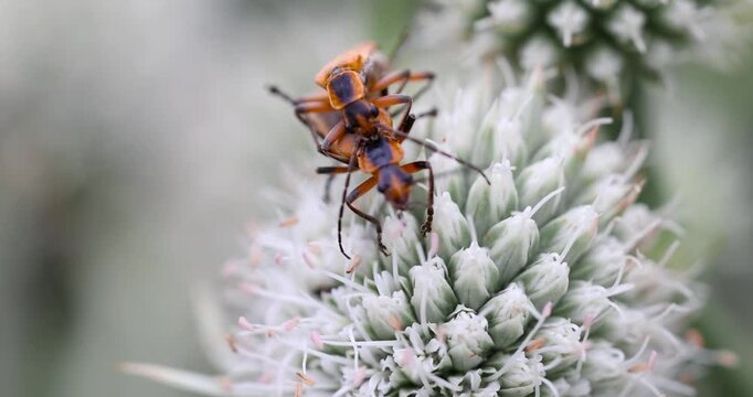 A pair of Soldier Beetles also known as Chauliognathus pennsylvanicus mating on a geen thistle flower.