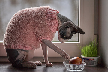 A Sphynx cat is wearing a pink knitted sweater and intently examining an easter egg