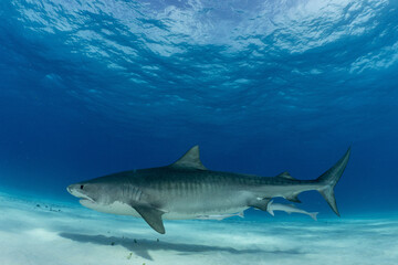 Fototapeta premium Tiger Shark at Tiger Beach, Bahamas 