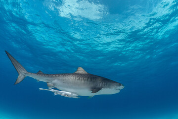 Fototapeta premium Tiger Shark at Tiger Beach, Bahamas 